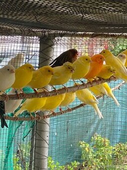 Predám kanáriky