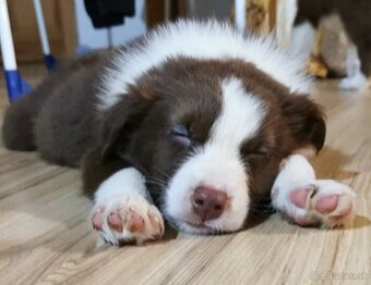 Border Collie, kólia