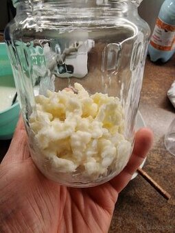 Predám kefirovu hubu