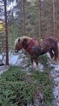 Predam ťažného žrebca