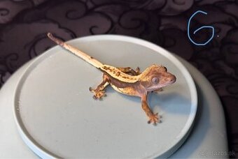 pagekon riasnatý (correlophus ciliatus)