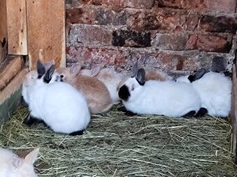 Predám kalifornský čierny