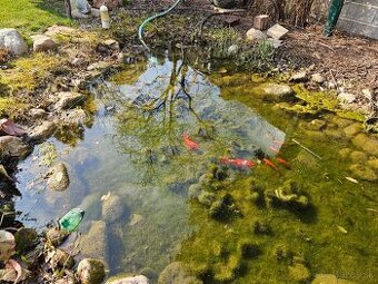 Darujem rybičky do jazierka