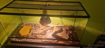 Python regius/ Krajta královská