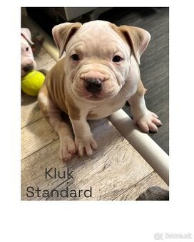 American Bully s PP