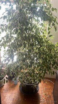 FIKUS 230cm, 10 ročný