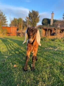 Anglonúbijské podielové kozliatka