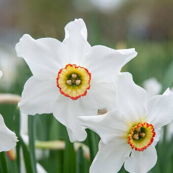 Narcis biely (10 ks/bal)