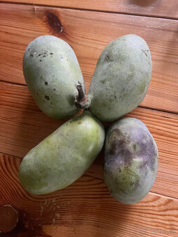 Asimina triloba-PAW-PAW