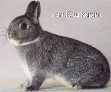 Kupim kraluka zakrsleho