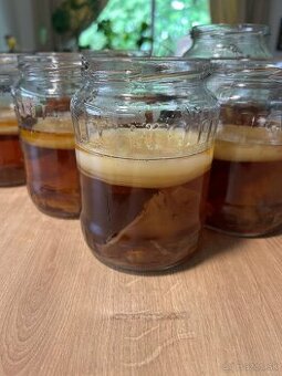 Kombucha – zdravá živá kultúra