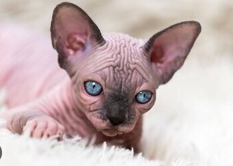 Hľadám mačiatko ( mačičku) sphynx