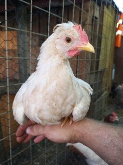🐓 krotky