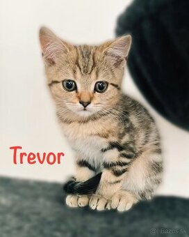 Scottish Fold / Straight
