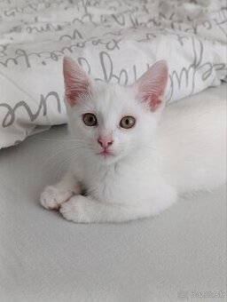 biele mačiatko - kocúrik