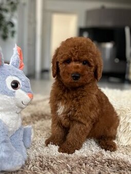 Miniature poodle, pudlik, pudel