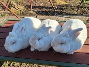 Novozélandský biely králik