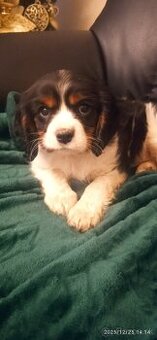 Cavalier king charles španiel