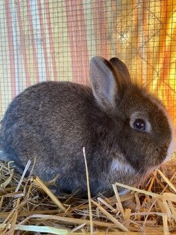 Zakrslé chovné králiky