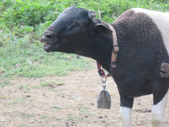 predam barana DORPER