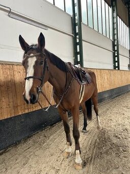 Predám 4 ročného valacha