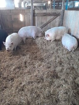 Vietnamske prasiatka