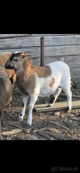 Kamerunský baranček