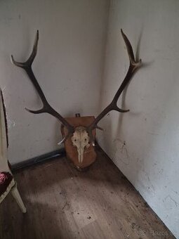 Predám Zhody, parožie,trofeje