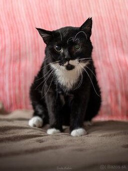 Darujem statočného kocúrika -  bojovníka Ferka