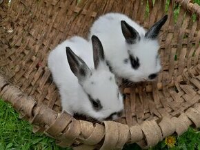 Zdrobnené králiky na predaj - 1