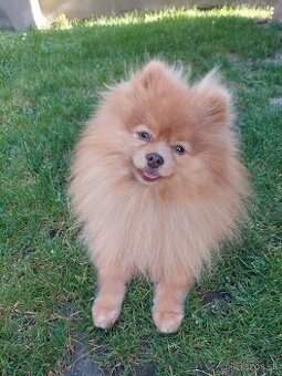 Pomeranian psik