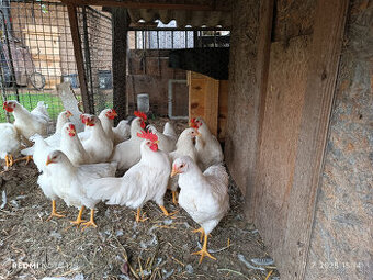 oravka,leghorn