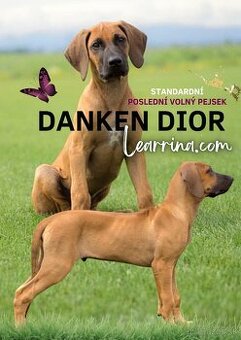 Rhodesian ridgeback psík s PP – ihneď k od