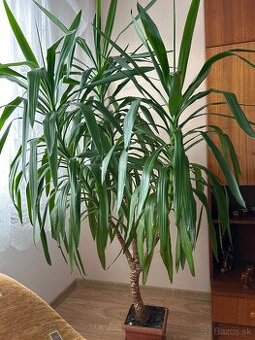 Yucca izbova palma