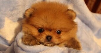 Pomeranian