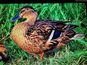 Predám SMART QLED TV Hisense 55A7KQ 4K UHD s Wi-Fi