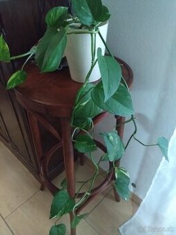 Rastlina izbová ťahavá