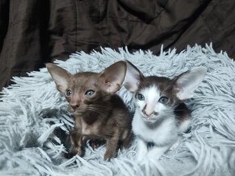 Orientálna kratkosrsta mačka OSH-Kubo