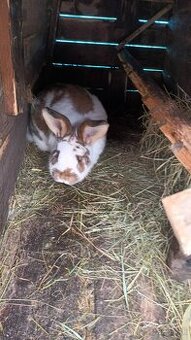 Predám zajace na ďalší chov