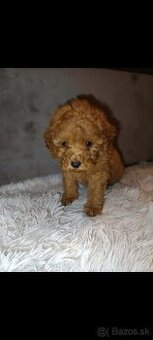 Toy pudel fenka / chalpec