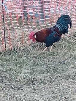 Predám kohúta originál Vlaska jarabicia