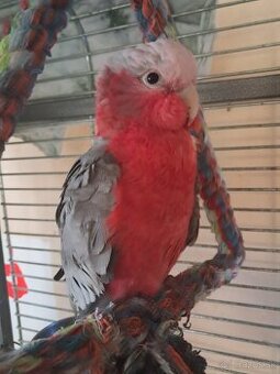 Predám / hľadám nový domov pre kakadu ružového – samec
