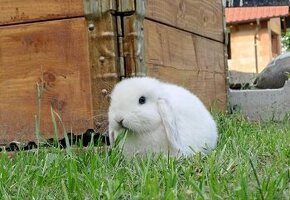 Zakrslý králik, minilop, baranček