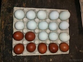 Násadove vajíčka Marans medenokrka - 1