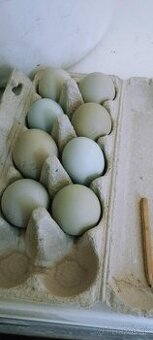 NV araucana