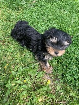 Yorky