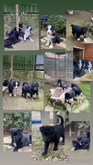 Sibirsky husky-kríženci