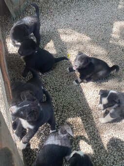 Sibirsky husky-kríženci