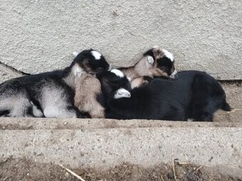 práca na farme v okrese Bardejov