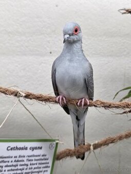 Nabízím zdarma 8 ks ptactva